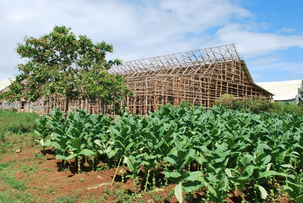 INTABACO ofrece facilidades a los cosecheros de tabaco.