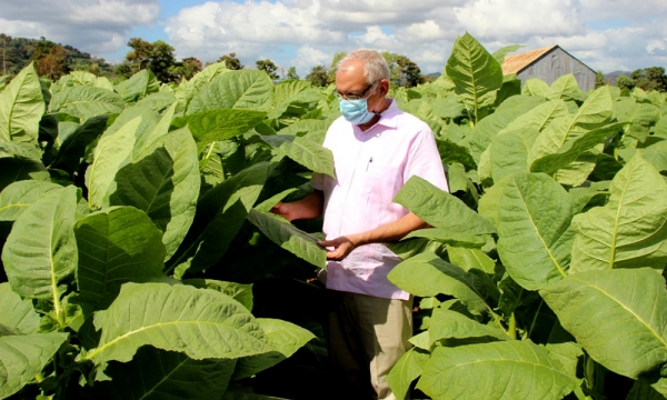 Tabaco: la hoja que deja dividendos al cultivador